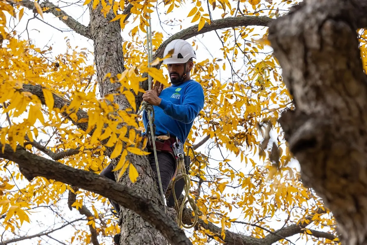 Skilled Tree Pruning crew working in Losantville
